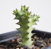 Едитколея грандис (Edithcolea grandis yellow)