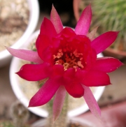 Ехиноцереус (Echinocereus reichenbachii)