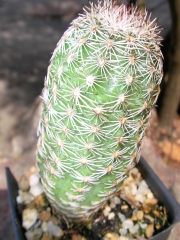Ехиноцереус (Echinocereus rigidissimus)