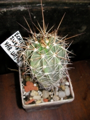 Ехиноцереус (echinocereus subinermis var luteus)