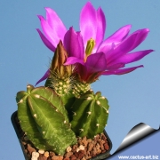 Ехиноцереус (Echinocereus viereckii morricalii)