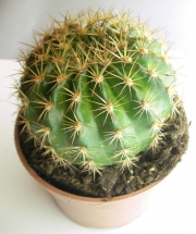 Ехинопсис (Echinopsis)