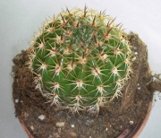 Ехинопсис (Echinopsis)