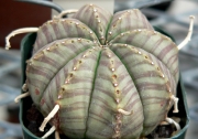 Еуфорбия мелоформис (Euphorbia meloformis)