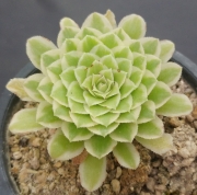 Еониум (Aeonium hybrid Emerald Ice, 에오니옴아이스, variegata)