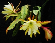 Епифилум, горски кактус, кактус орхидея (Epiphyllum Golden Fleece)