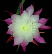 Епифилум, горски кактус, кактус орхидея (Epiphyllum Nocturne)