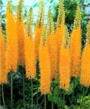 Еремурус (Eremurus)