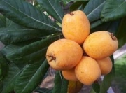 Ериоботрия, Малтийска слива, Японска мушмула (Eriobotrya japonica)