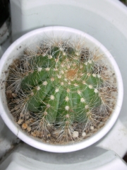 Ериокактус магнификус (Eriocactus magnificus)