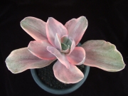 Ешеверия декора вариегата (Echeveria Decora variegata)