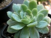 Ешеверия (Echeveria)