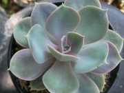 Ешеверия (Echeveria)