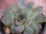 Ешеверия (Echeveria)