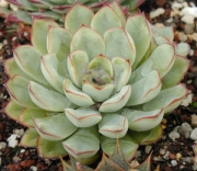 Ешеверия, малка (Echeveria pulidonis)