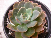Ешеверия (Echeveria)
