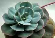 Ешеверия (Echeveria)