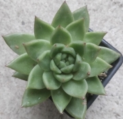 Ешеверия (Echeveria agavoides)