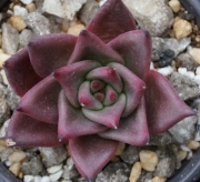 Ешеверия (Echeveria agavoides cv Red ebony)