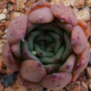 Ешеверия (Echeveria agavoides sp)