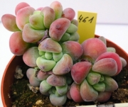 Ешеверия (Echeveria amoena Microcalyx)