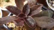 Ешеверия (Echeveria atropurpurea)