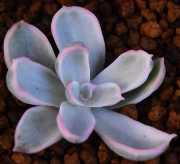 Ешеверия (Echeveria Berkeley Light, 伯克利錦)