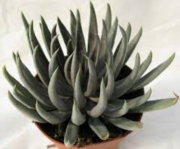 Ешеверия (Echeveria Bifida)