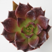 Ешеверия (Echeveria black prince)