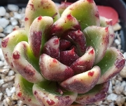 Ешеверия (Echeveria Black Rose 흑장미)
