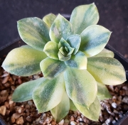 Ешеверия (Echeveria Bob Jolly 밥졸리금)