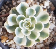 Ешеверия (Echeveria Compton Carousel)