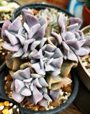 Ешеверия (Echeveria cubic frost)