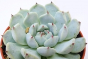 Ешеверия (Echeveria cuspidata var. zaragozae)