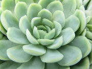 Ешеверия (Echeveria Elegans)