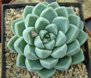 Ешеверия (Echeveria elegans Albicans)