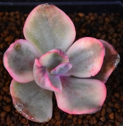 Ешеверия (Echeveria Golden State variegated, 金州锦)