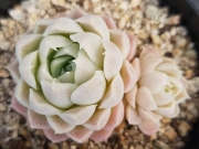 Ешеверия (Echeveria hughmillus)