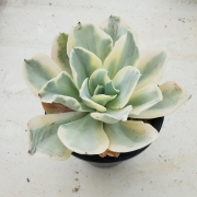 Ешеверия (Echeveria Japan moon river variegata)