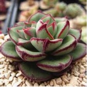 Ешеверия (Echeveria Joan Daniel)