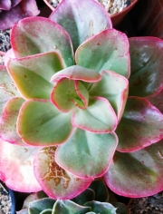 Ешеверия (Echeveria Kissing)