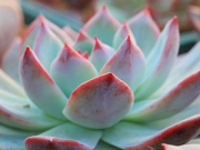 Ешеверия (Echeveria lindsayana)