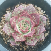 Ешеверия (Echeveria longissima)