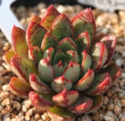 Ешеверия (Echeveria Love fire)