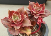 Ешеверия (Echeveria minigosaung)