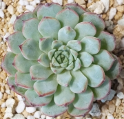 Ешеверия (Echeveria minima)