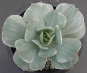 Ешеверия (Echeveria Mocha variegata)