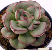 Ешеверия (Echeveria moranii)