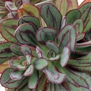 Ешеверия нодулоза (Echeveria nodulosa Painted Beauty)