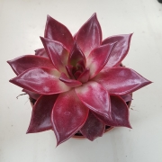 Ешеверия (Echeveria original red ebony)